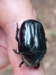 Oplostomus fuligineus