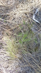 Festuca idahoensis