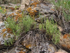 Galium brachyphyllum