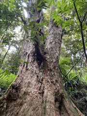 Podocarpus laetus