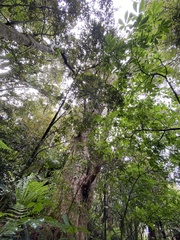 Podocarpus laetus