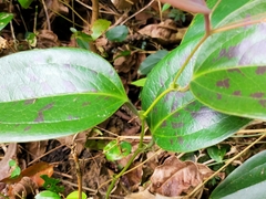 Smilax ocreata