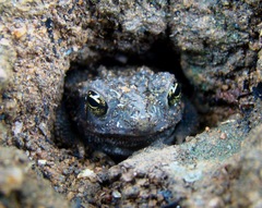 Rhinella granulosa