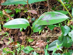 Smilax ocreata