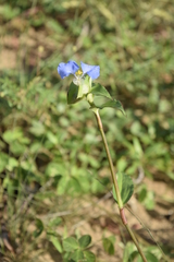 Commelina erecta