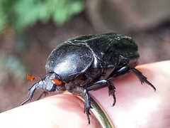 Oplostomus fuligineus