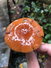 Lactarius substriatus