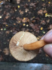 Lactarius substriatus