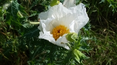 Argemone albiflora texana