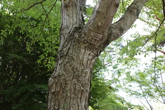 Acer pycnanthum