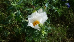Argemone albiflora texana