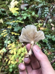 Clitocybe dilatata