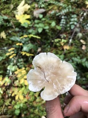 Clitocybe dilatata