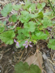 Pelargonium inodorum
