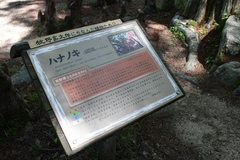 Acer pycnanthum