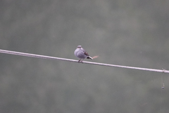 Phoenicurus fuliginosus