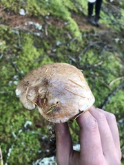Suillus subalpinus