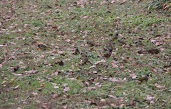 Spizixos semitorques