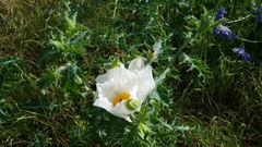 Argemone albiflora texana