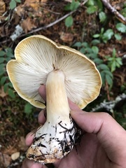 Tricholoma arvernense