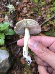 Tricholoma griseoviolaceum