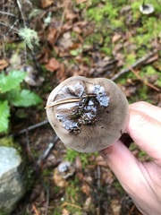 Tricholoma griseoviolaceum