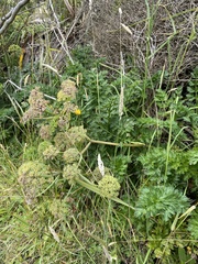 Anisotome lyallii