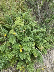 Anisotome lyallii