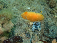 Doriopsilla peculiaris