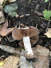 Cortinarius lucorum