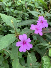Impatiens platypetala