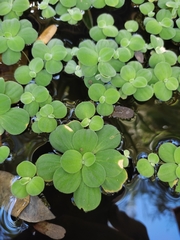 Pistia