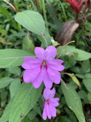 Impatiens platypetala