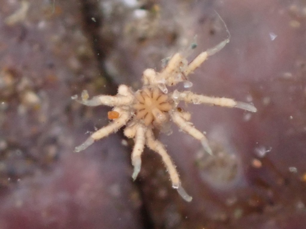 Tanystylum californicum