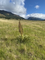 Aciphylla horrida