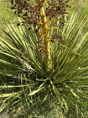 Aciphylla horrida