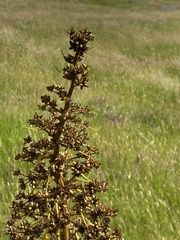 Aciphylla horrida