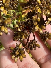 Aciphylla horrida