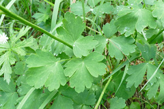 Aquilegia nigricans