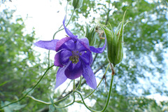 Aquilegia nigricans