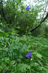 Aquilegia nigricans