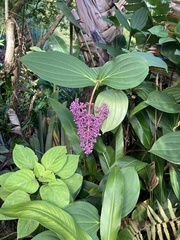 Dichorisandra thyrsiflora