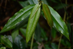 Ardisia quinquegona