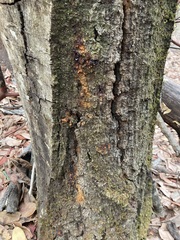 Phytophthora ramorum