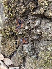 Phytophthora ramorum