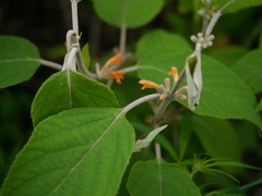 Colquhounia coccinea