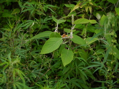 Colquhounia coccinea