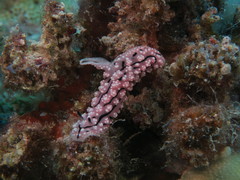 Phyllidiopsis