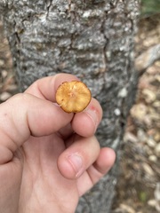 Rhodophana nitellina
