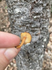 Rhodophana nitellina